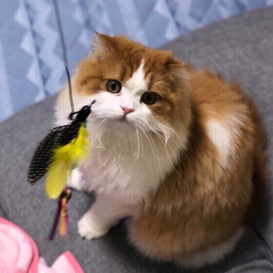 新しいおもちゃを見る猫（スコティッシュフォールド、メス）