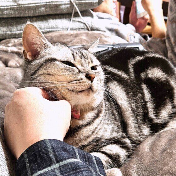 なでられてゴロゴロ音を出すアメリカンショートヘア