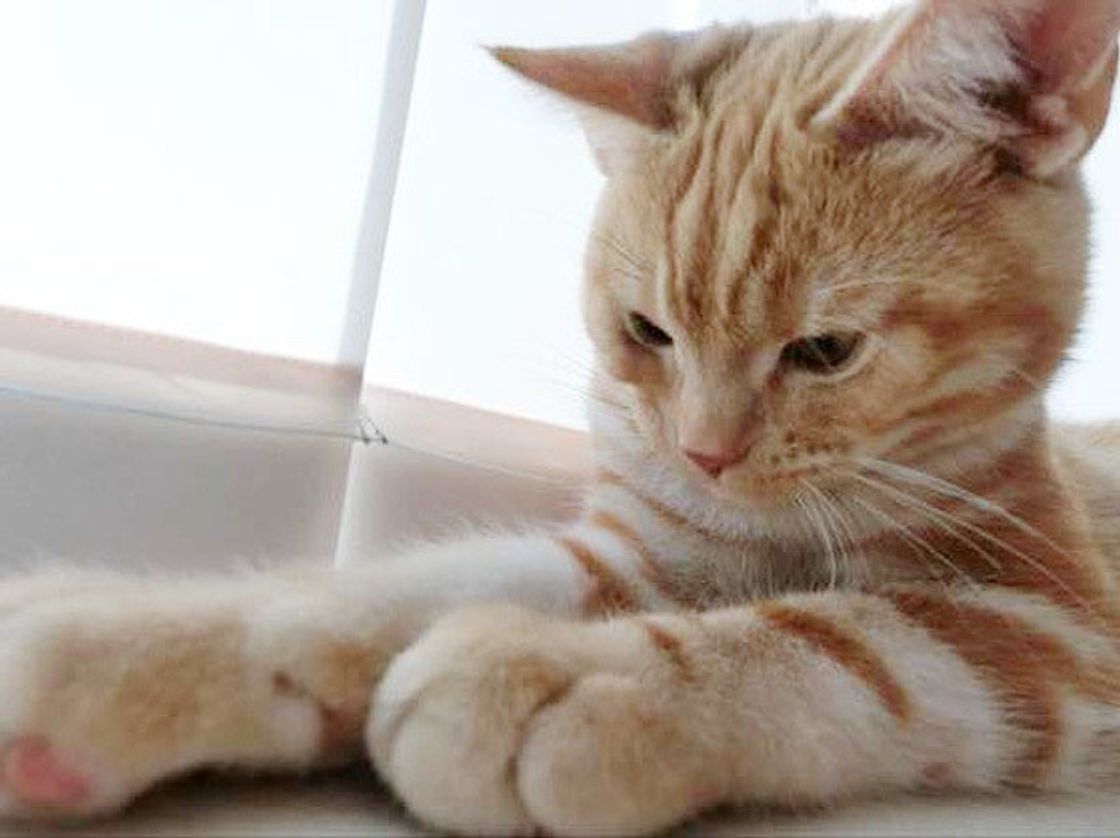 猫の 反省していない ようなあのしぐさ じつは 猫なりに理由があった ねこのきもちweb Magazine 猫の 反省していない ようなあのしぐさ じつは 猫なりに理由があった ねこのきもちweb Magazine