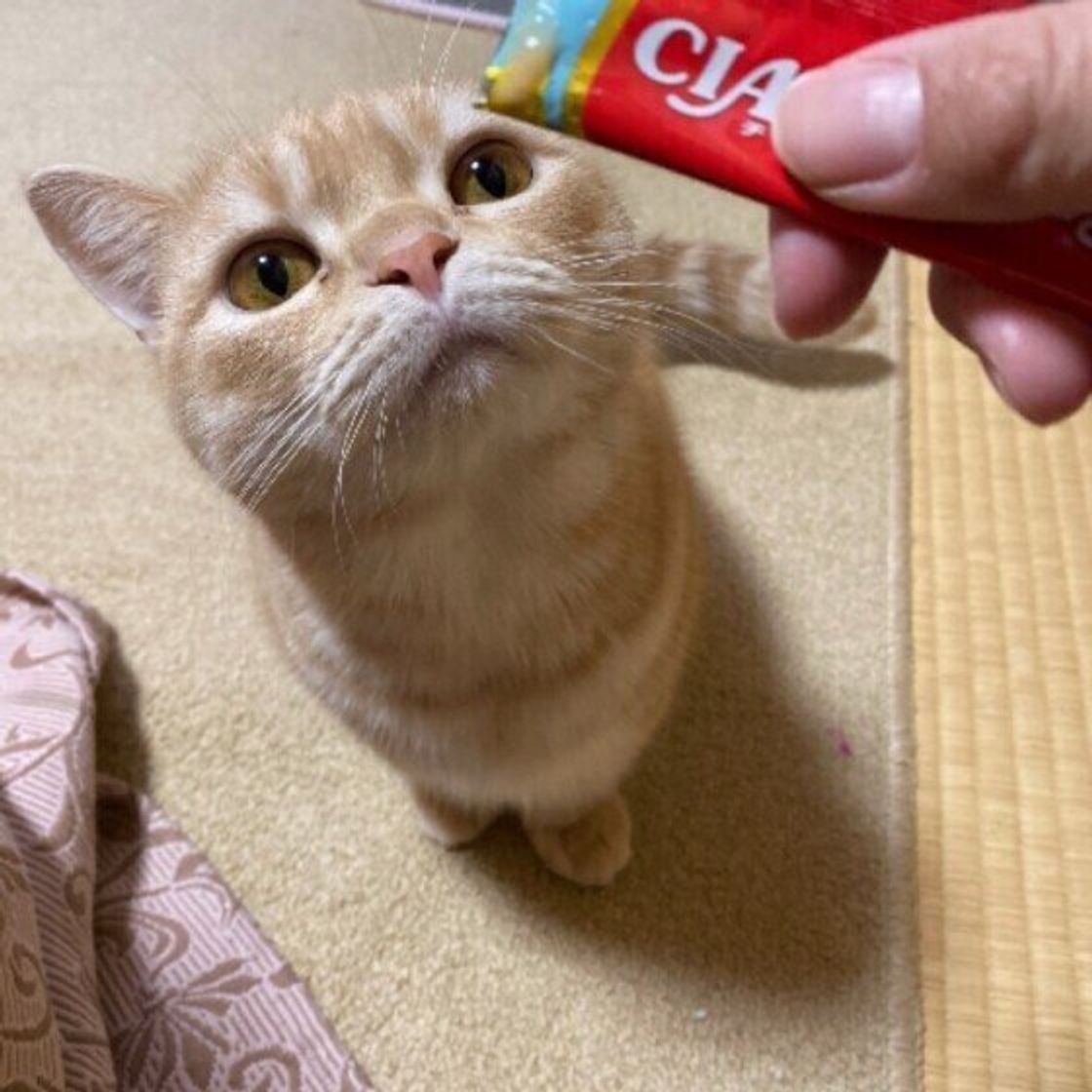 猫が 甘えたい と思う人の特徴は 甘えん坊な猫の3つの傾向 ねこのきもちweb Magazine 猫が 甘えたい と思う人の特徴は 甘えん坊な猫の3つの傾向 ねこのきもちweb Magazine