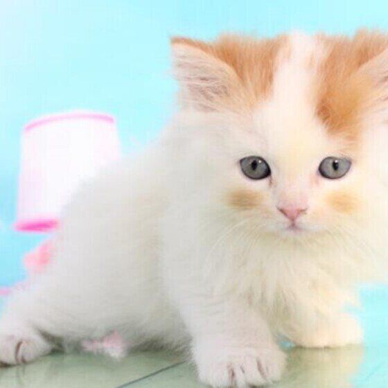 ほっぺが可愛い