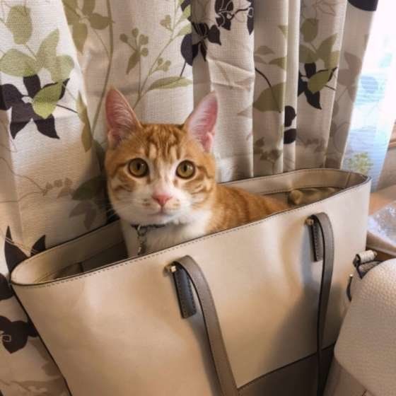 お出かけの邪魔をするMIX猫