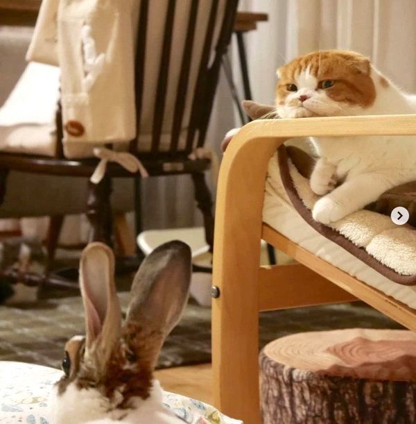 アゴを強調するスコティッシュフォールド・きのこちゃん