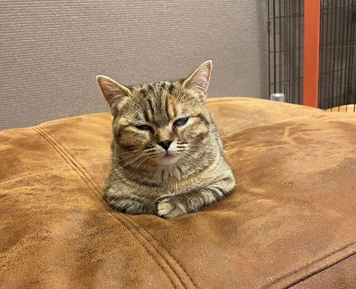 目が開いたまま寝てしまうあられちゃん
