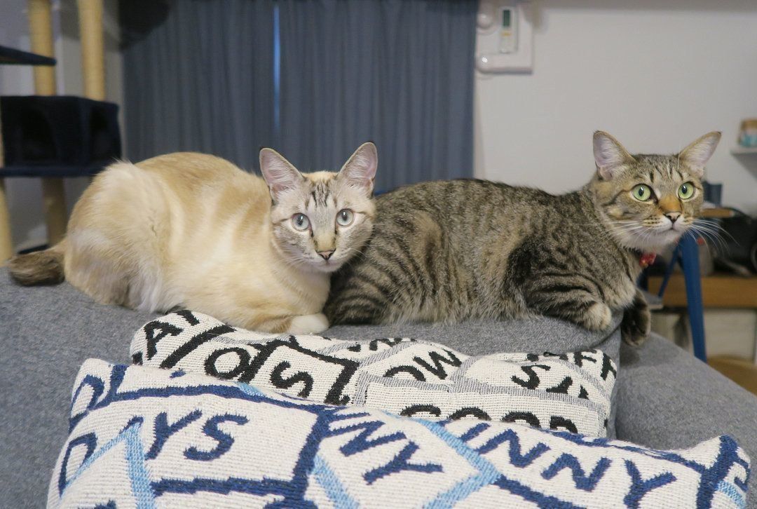 くっついて座る猫兄弟
