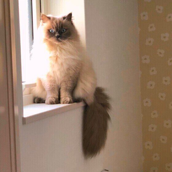 ヒマラヤンのシャケくん