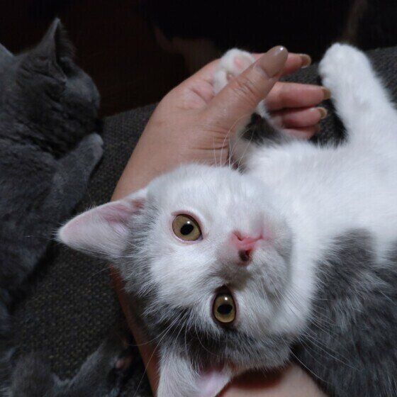 ブリティッシュショートヘア タンクくん