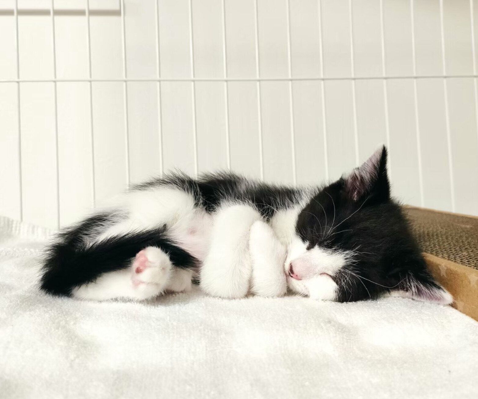 生後2カ月のころに撮影したおそのさん