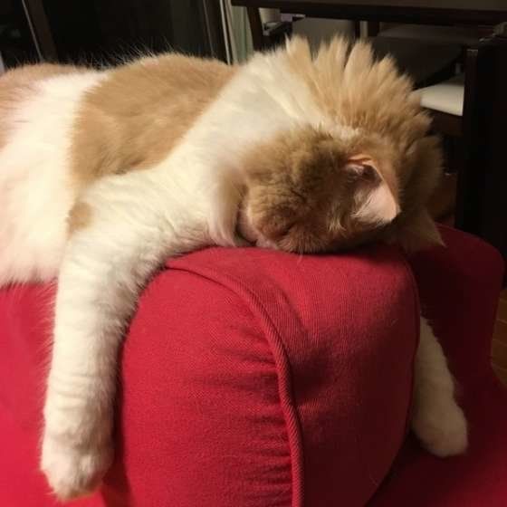 ソファーの背もたれでごめん寝をする、スコティッシュフォールド・ロングヘアのハル