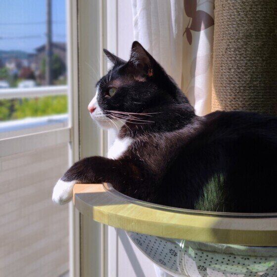 MIX（黒×白）のたびくん