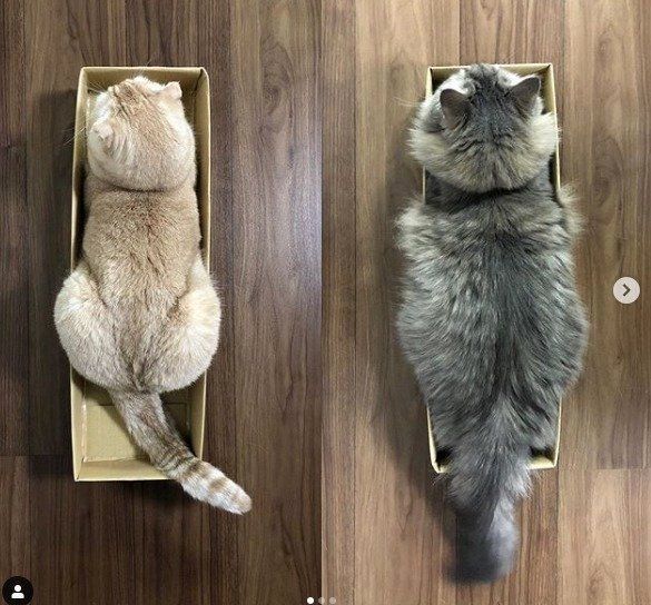 それそれダンボールに入った猫