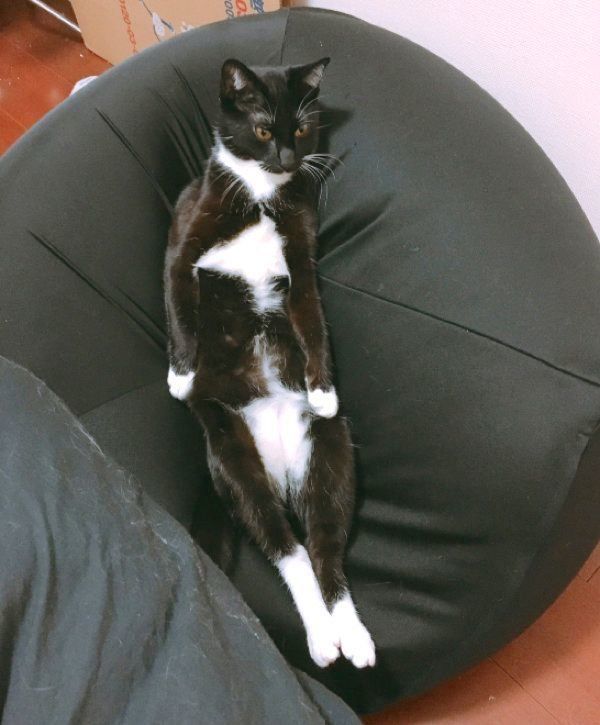 クッションに座るくろすけちゃん