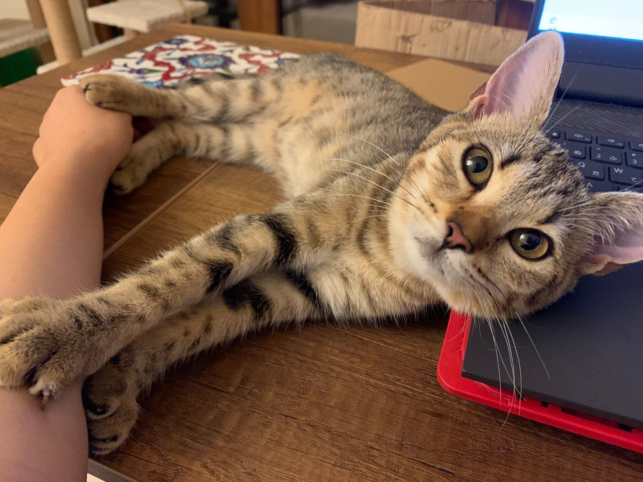 机に横たわるきつねちゃん