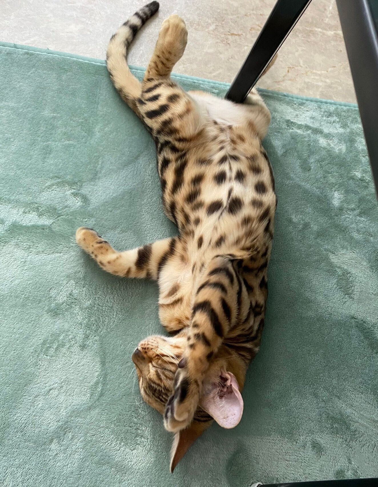 寝姿が可愛いリンちゃん