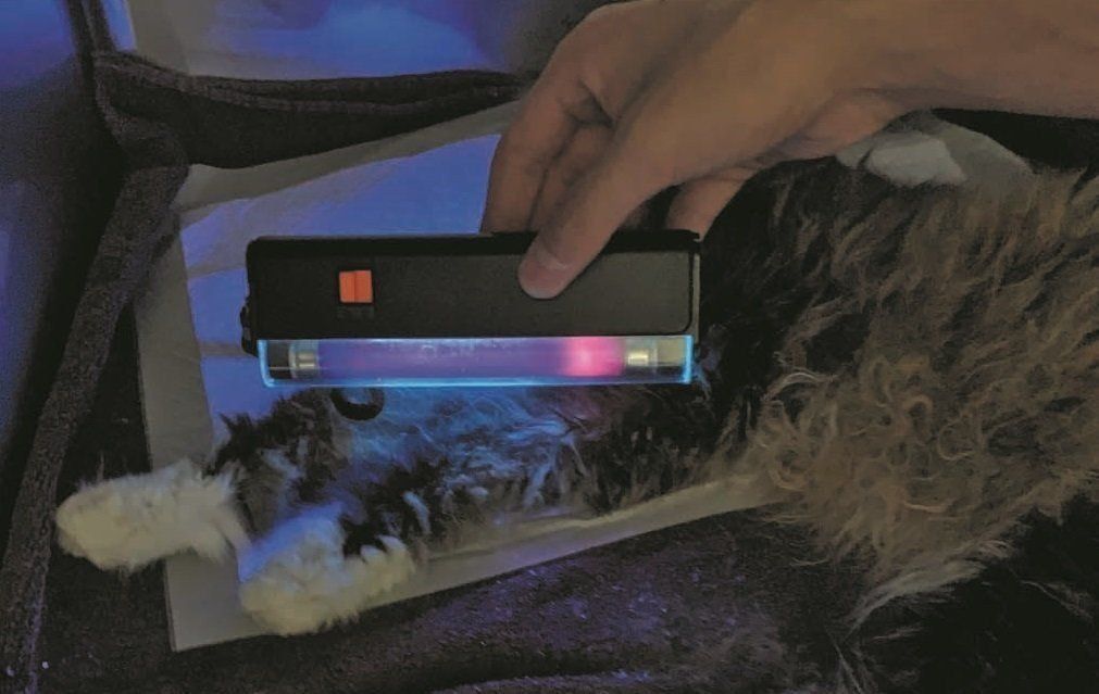 画像／2019年８月号『猫の病気、そこが知りたい！』