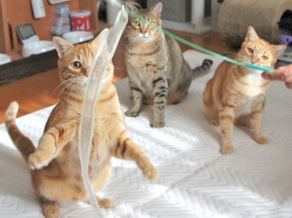 じゃらしで遊ぶなるとくん・ちくわくん・つみれくん