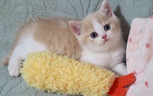 ぬいぐるみに寄り添うブリティッシュショートヘア