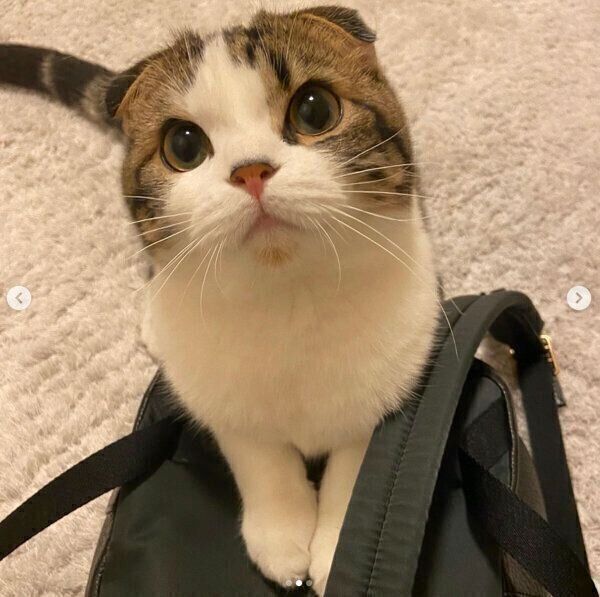 見つめるこたろうくん