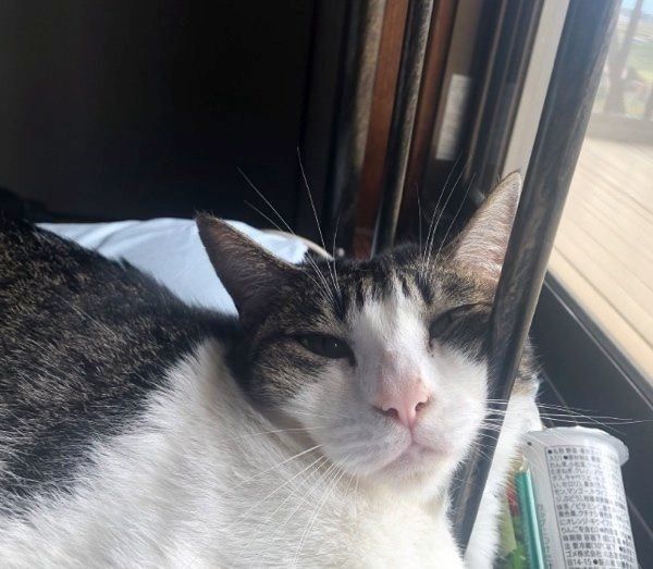 くつろぐむーみんちゃん