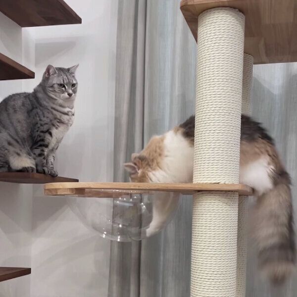 じゃれ合うあずさちゃん、あおいちゃん