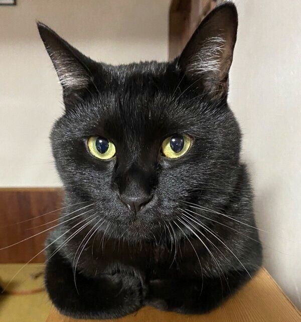 たくましく成長したうにくん