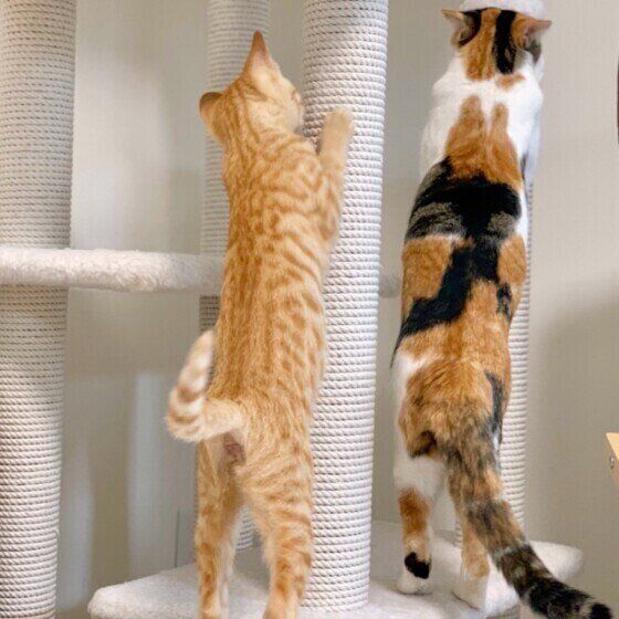 モモちゃんはお姉ちゃんのまねっこ