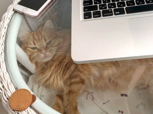 飼い主さんを誘惑するちくわちゃん