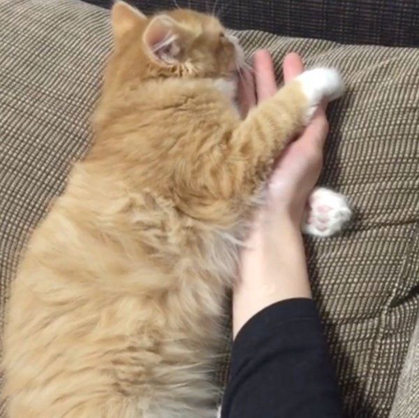 最高級のおもてなしをするマンチカン