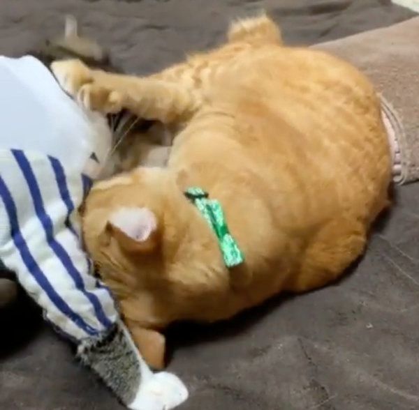 わちゃわちゃケンカをする猫