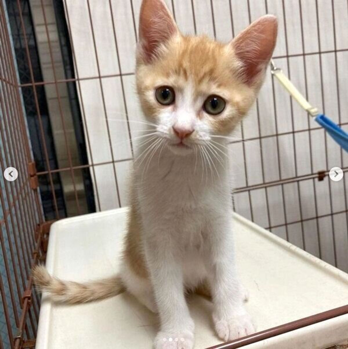 猫を迎え入れたことで子どもにも変化が 多くの人の助けがあり 飼い主と出会えた保護子猫の日常が幸せに溢れていた ねこのきもちweb Magazine 猫を迎え入れたことで子どもにも変化が 多くの人の助けがあり 飼い主と出会えた保護子猫の日常が幸せに溢れていた ねこのきもちweb Magazine