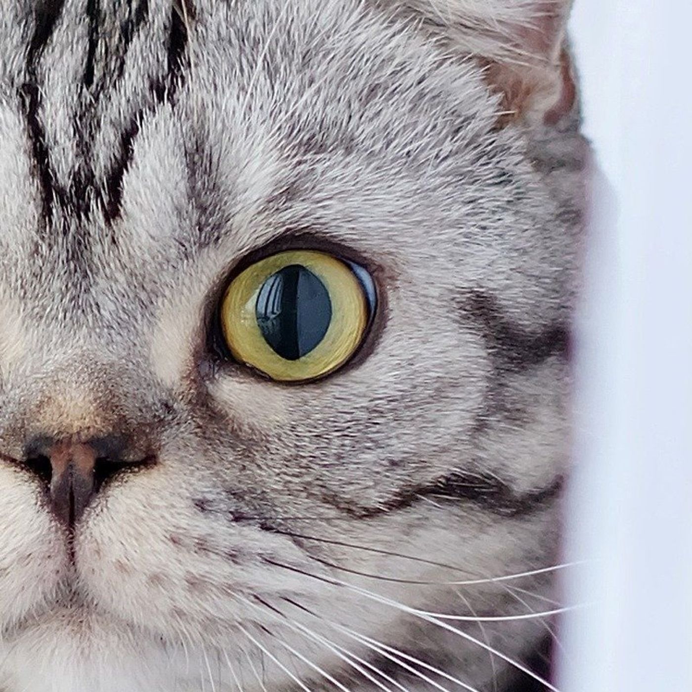 我が家の キャッツアイ 盗むどころか盗まれる 渋ネコししまるさん 15 ねこのきもちweb Magazine 我が家の キャッツアイ 盗むどころか盗まれる 渋ネコししまるさん 15 ねこのきもちweb Magazine