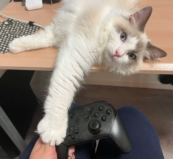 ゲームを邪魔するはんぺんくん