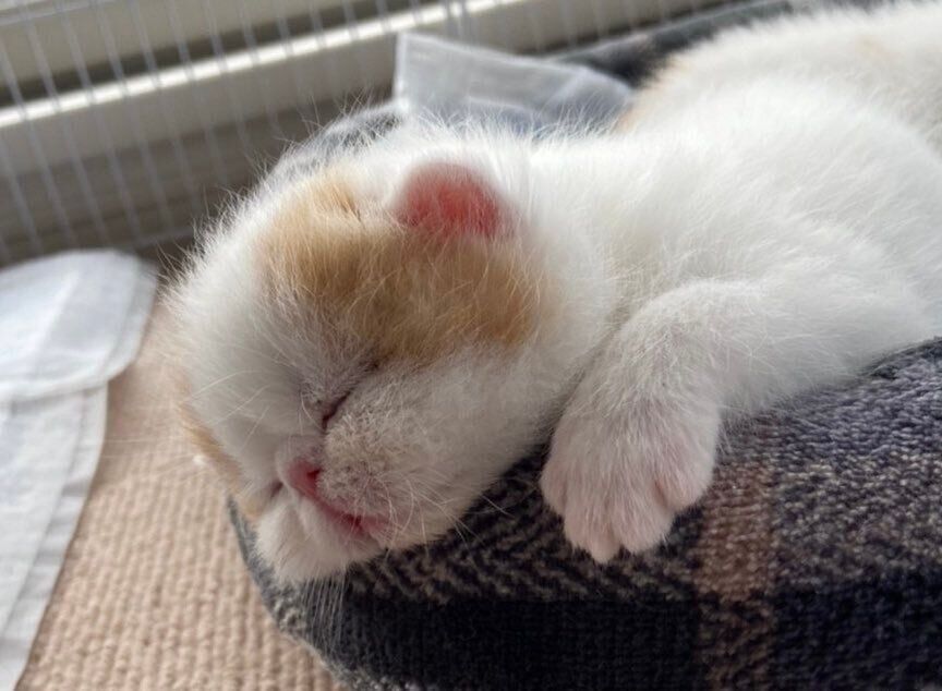 子猫時代のひるねくん