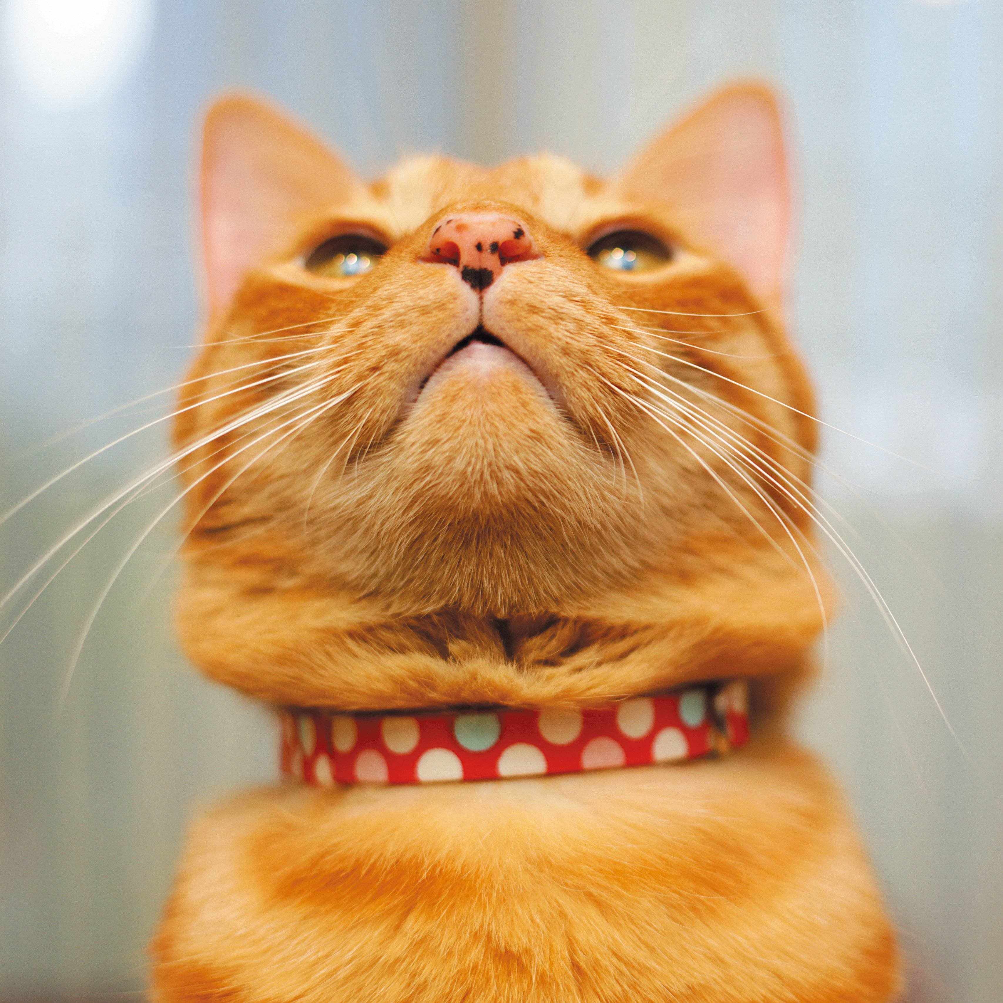 画像／2019年4月号「猫のおハナ見しませんか？」