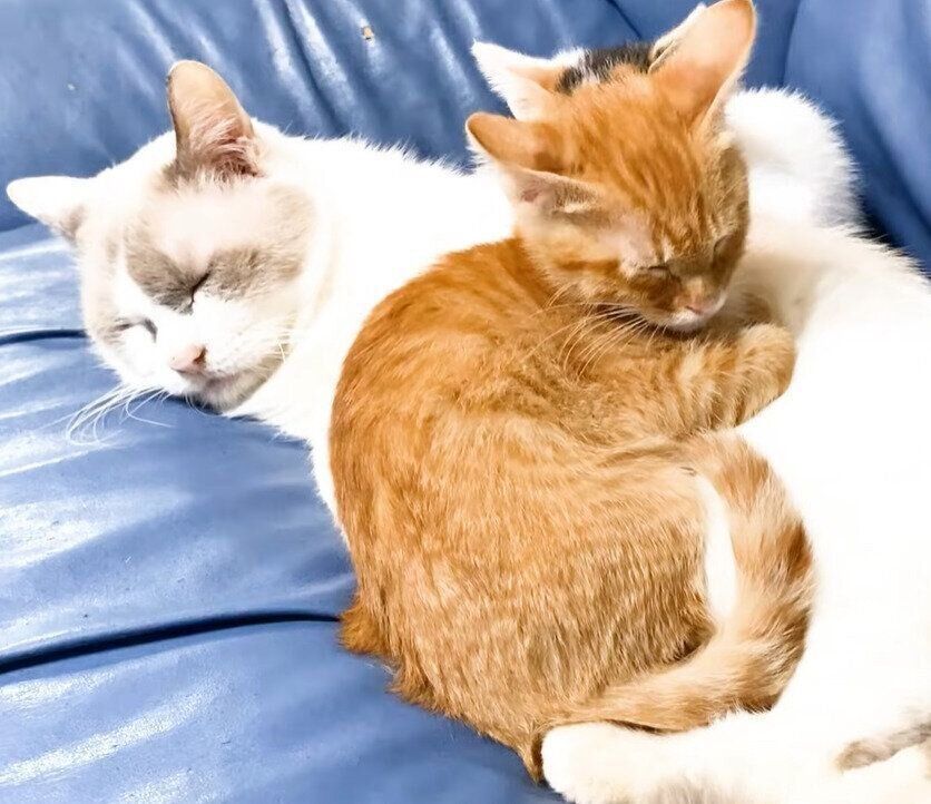 寄り添って寝る猫たち