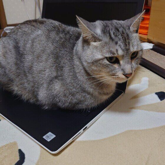 MIX　サバトラ　PCの上が好き