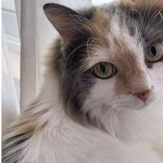 MIXミケのメロウちゃん