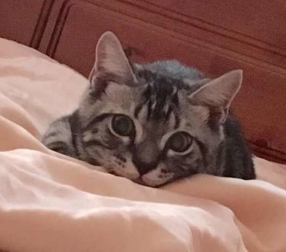 アメリカンショートヘア