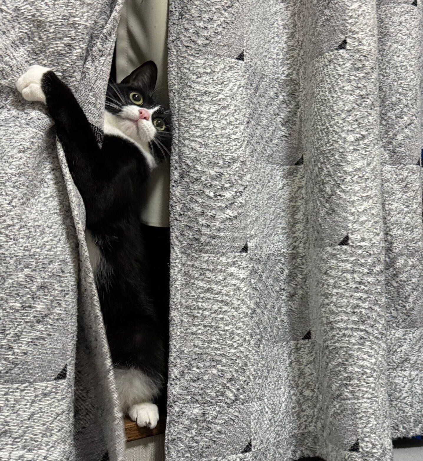 子猫時代のタビちゃん