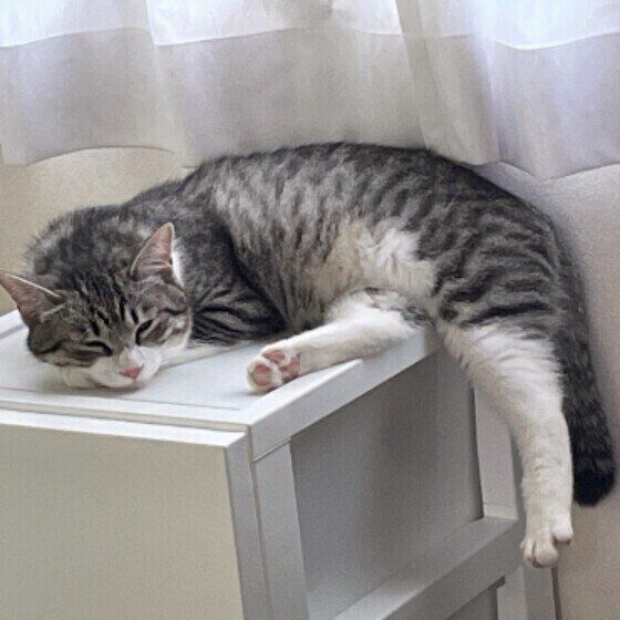 Mix（サバトラ）のこはなちゃん♪