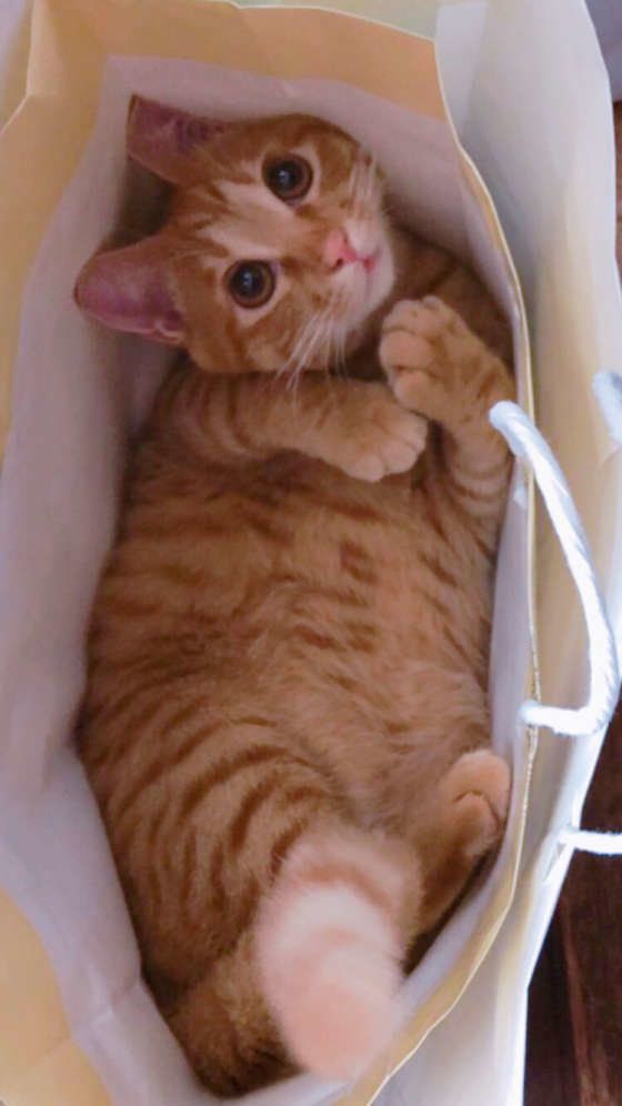 ナミヘイ  MIX　茶トラ