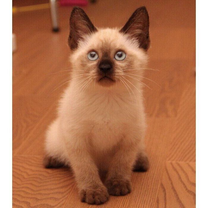 生後2カ月半のころに撮影したルシウスくん