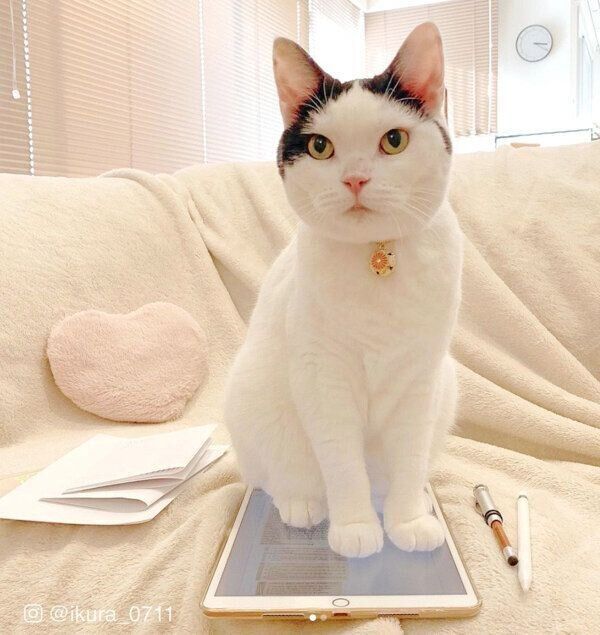 見つめるいくらちゃん
