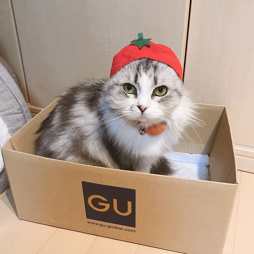 トマトのかぶりものをする猫、Kakiちゃん