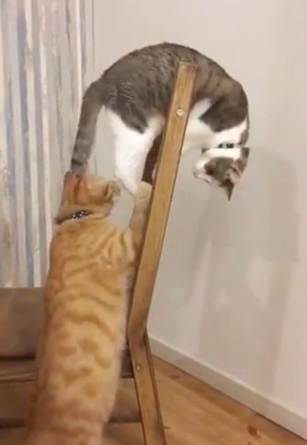 つみれちゃんにちょっかいを出すわさんぼんちゃん