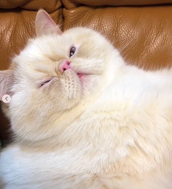 ふみふみをするミツロウくん