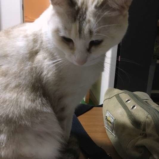 MIX黒白・みゅんちゃん・ご機嫌ななめ