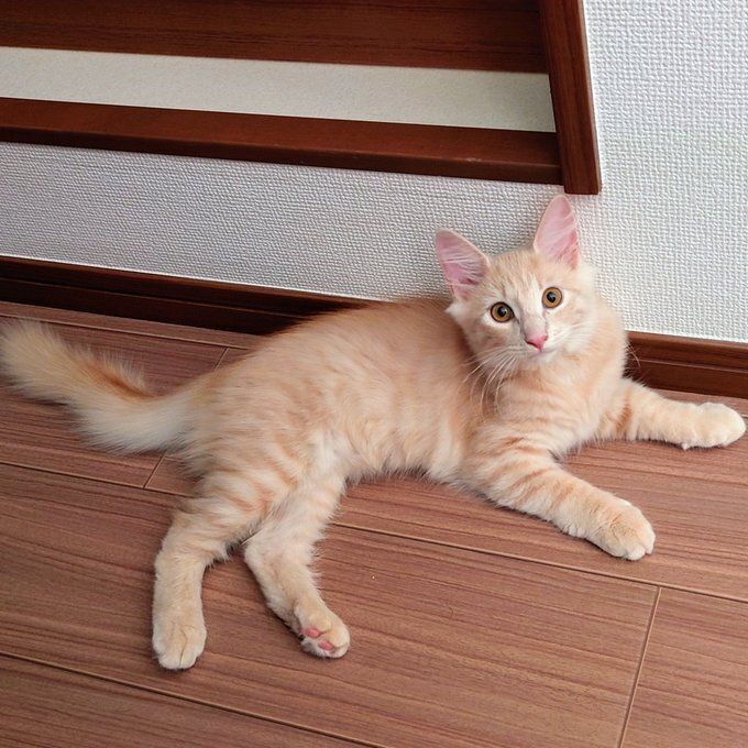 床でくつろぐノルウェージャンフォレストキャットの子猫