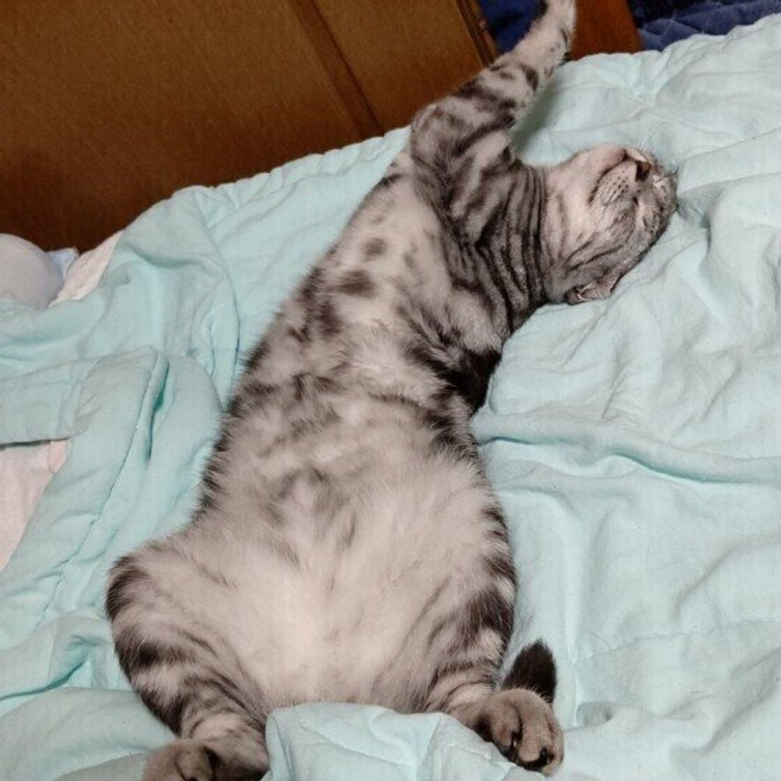 飼い主のベッドや布団を占領する猫は約7割 ど真ん中で大の字 夫はリビングに との体験談も ねこのきもちweb Magazine 飼い主のベッドや布団を占領する猫は約7割 ど真ん中で大の字 夫はリビングに との体験談も ねこのきもちweb Magazine