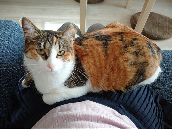 飼い主さんの膝に乗る凛ちゃん